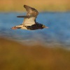 Jespak bojovny - Philomachus pugnax - Ruff 7006